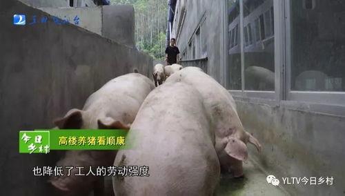 肥猪爆料虎子怎么做的视频